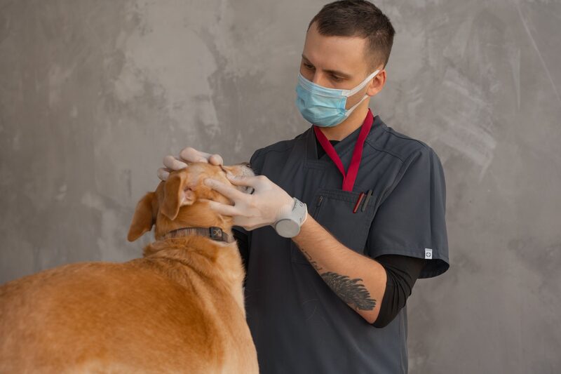 Tierärztin untersucht einen Hund in einer Zürcher Kleintierpraxis